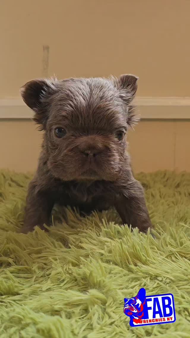 Happy FabFrenchies family