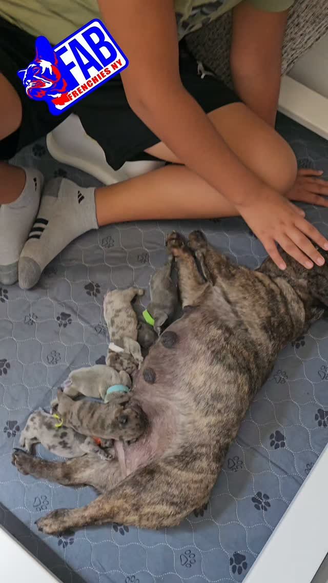 Happy FabFrenchies family