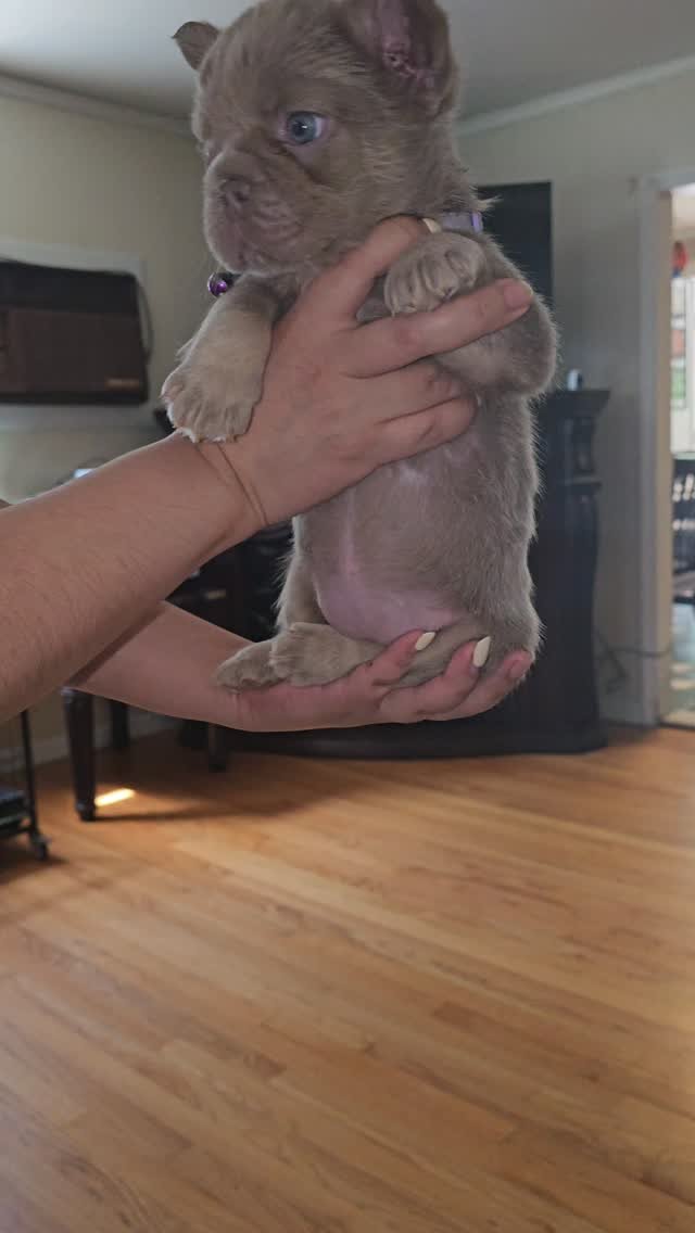 Happy FabFrenchies family
