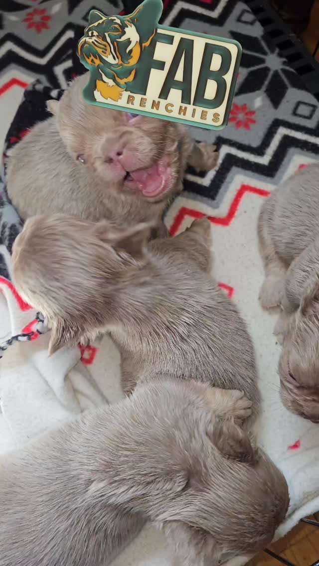 Happy FabFrenchies family